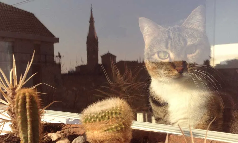 Animali in condominio non si possono vietare